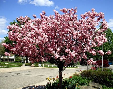 types of dwarf crabapple trees